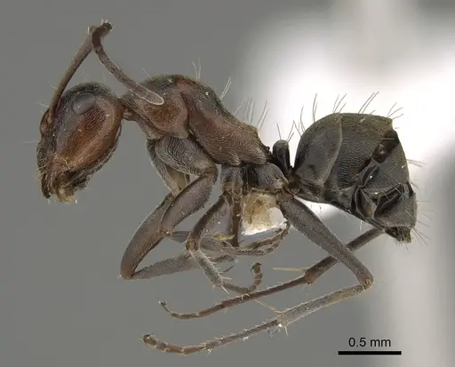Camponotus sponsorum specimen CASENT0887703 image casent0887703_1