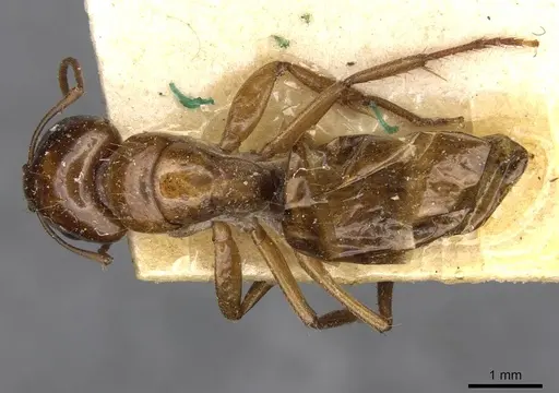 Camponotus sponsorum specimen CASENT0910401 image casent0910401_1