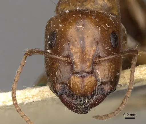 Camponotus sponsorum specimen CASENT0910401 image casent0910401_2