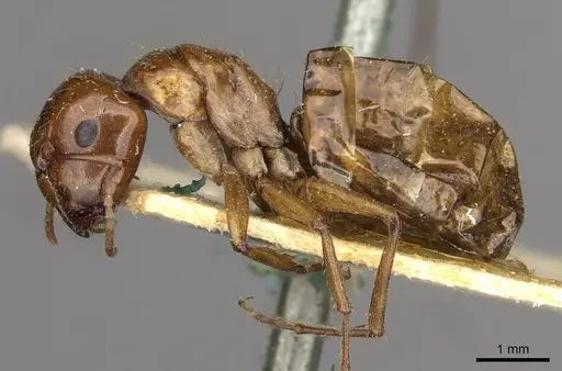 Camponotus sponsorum specimen CASENT0910401 image casent0910401_3