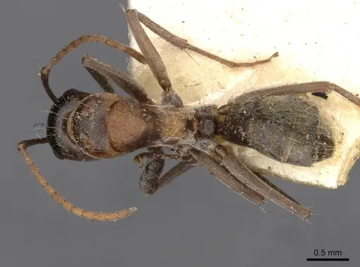Camponotus sponsorum specimen CASENT0910402 image casent0910402_1
