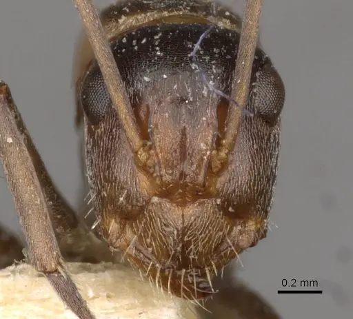 Camponotus sponsorum specimen CASENT0910402 image casent0910402_2