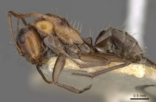 Camponotus sponsorum specimen CASENT0910402 image casent0910402_3