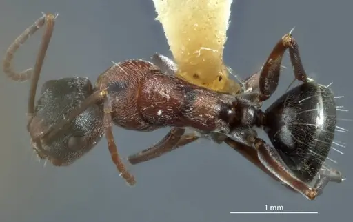 Camponotus sponsorum specimen JDM32-001371 image jdm32-001371_1