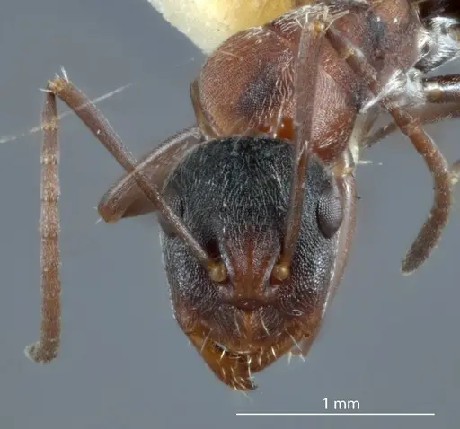 Camponotus sponsorum specimen JDM32-001371 image jdm32-001371_2