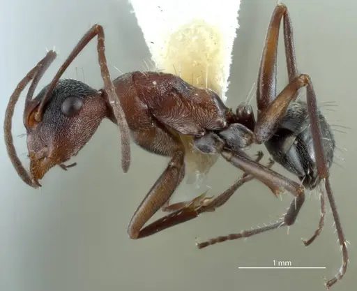Camponotus sponsorum specimen JDM32-001371 image jdm32-001371_3