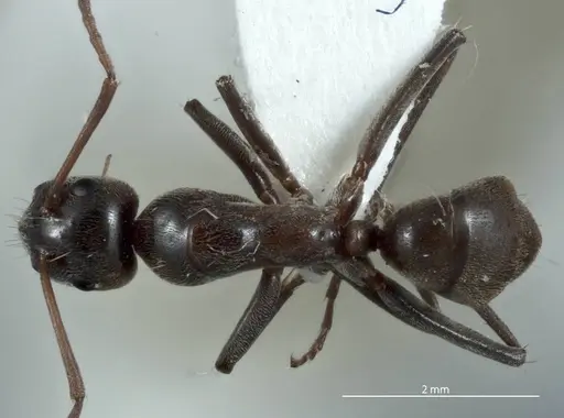 Camponotus sponsorum specimen JDM32-001374 image jdm32-001374_1