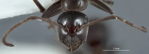 Camponotus sponsorum specimen JDM32-001374 image jdm32-001374_2