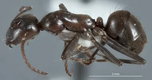 Camponotus sponsorum specimen JDM32-001374 image jdm32-001374_3