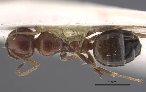 Camponotus staryi specimen CASENT0917223 image casent0917223_1