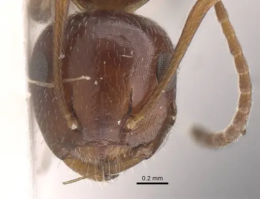 Camponotus staryi specimen CASENT0917223 image casent0917223_2