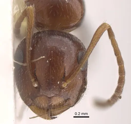 Camponotus staryi specimen CASENT0917223 image casent0917223_3