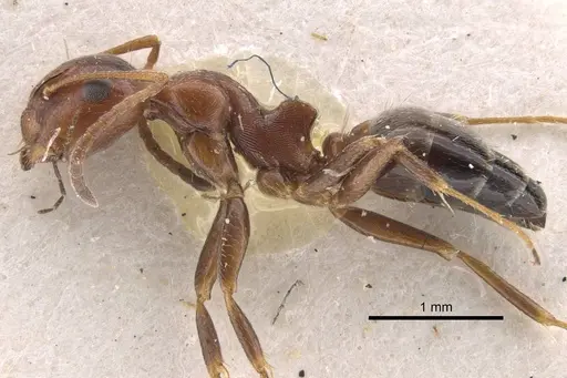 Camponotus staryi specimen CASENT0917223 image casent0917223_4