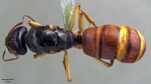 Camponotus stefani specimen ANTWEB1041850 image antweb1041850_1