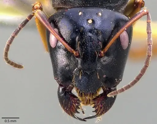 Camponotus stefani specimen ANTWEB1041850 image antweb1041850_2