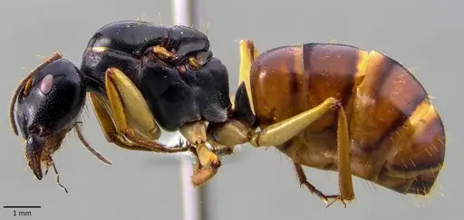 Camponotus stefani specimen ANTWEB1041850 image antweb1041850_3