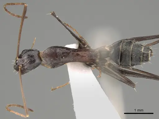 Camponotus stefani specimen CASENT0887725 image casent0887725_1