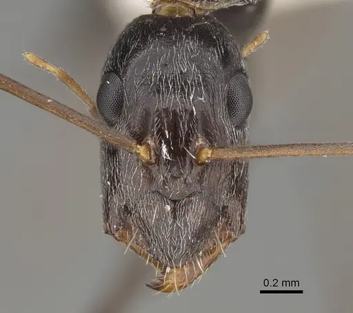Camponotus stefani specimen CASENT0887725 image casent0887725_2