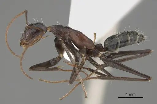 Camponotus stefani specimen CASENT0887725 image casent0887725_3