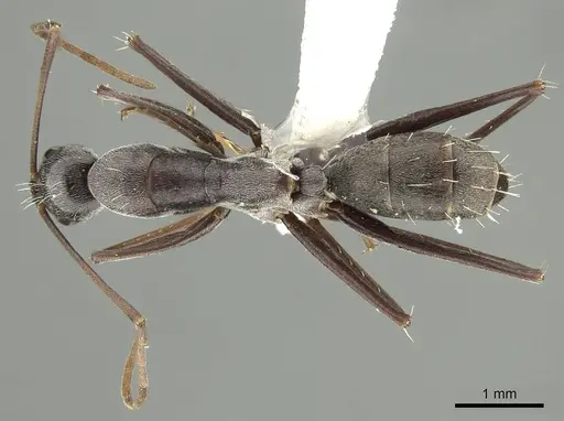 Camponotus stefani specimen CASENT0915772 image casent0915772_1