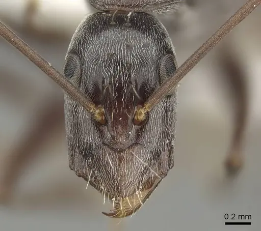 Camponotus stefani specimen CASENT0915772 image casent0915772_2