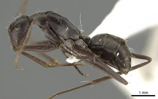 Camponotus stefani specimen CASENT0915772 image casent0915772_3