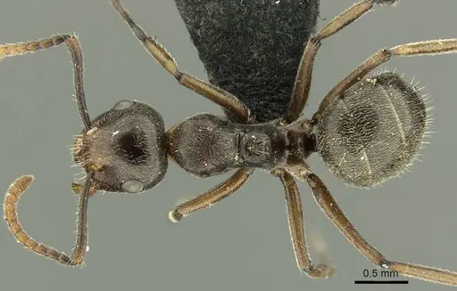 Camponotus stefanschoedli specimen CASENT0915595 image casent0915595_1