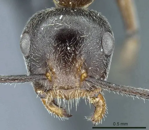 Camponotus stefanschoedli specimen CASENT0915595 image casent0915595_2