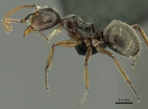 Camponotus stefanschoedli specimen CASENT0915595 image casent0915595_3