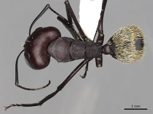 Camponotus storeatus specimen CASENT0280309 image casent0280309_1