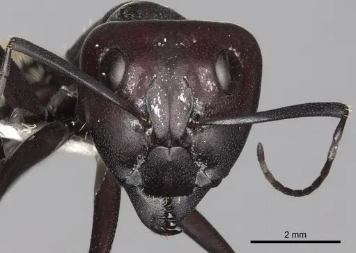 Camponotus storeatus specimen CASENT0280309 image casent0280309_2