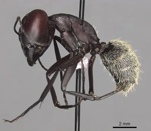 Camponotus storeatus specimen CASENT0280309 image casent0280309_3