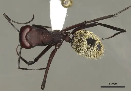 Camponotus storeatus specimen CASENT0280310 image casent0280310_1