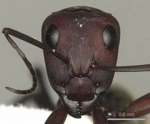 Camponotus storeatus specimen CASENT0280310 image casent0280310_2