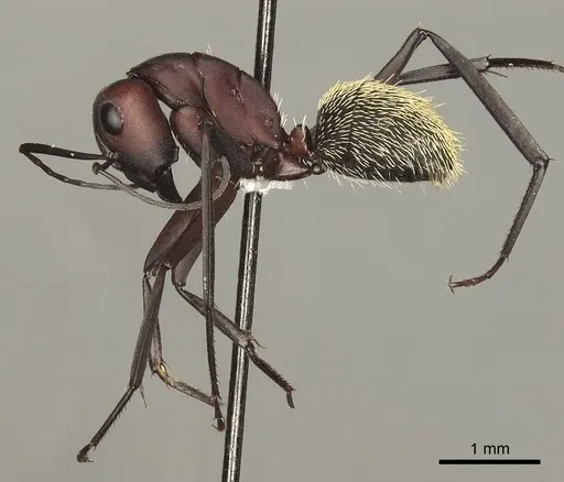 Camponotus storeatus specimen CASENT0280310 image casent0280310_3