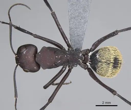 Camponotus storeatus specimen CASENT0780388 image casent0780388_1