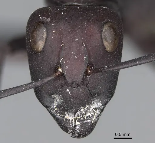 Camponotus storeatus specimen CASENT0780388 image casent0780388_2