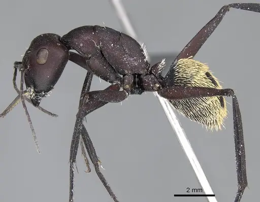 Camponotus storeatus specimen CASENT0780388 image casent0780388_3