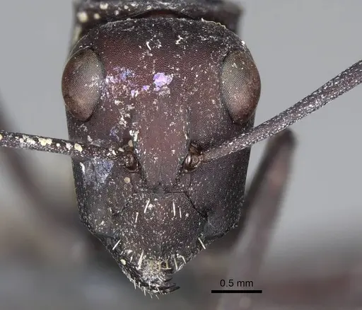 Camponotus storeatus specimen CASENT0780389 image casent0780389_2