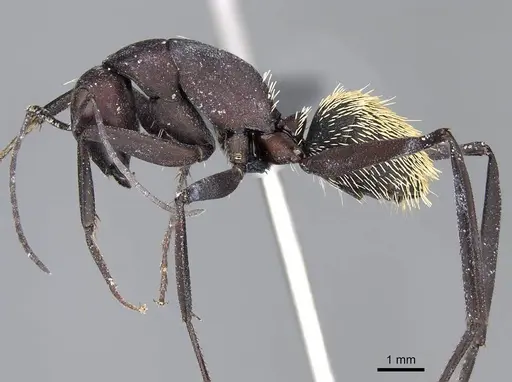 Camponotus storeatus specimen CASENT0780389 image casent0780389_3