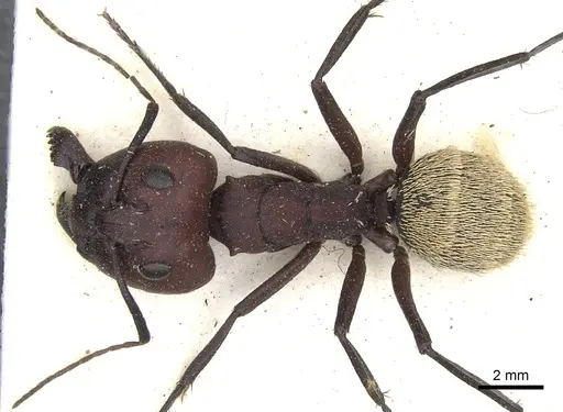 Camponotus storeatus specimen CASENT0903505 image casent0903505_1