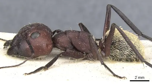 Camponotus storeatus specimen CASENT0903505 image casent0903505_3