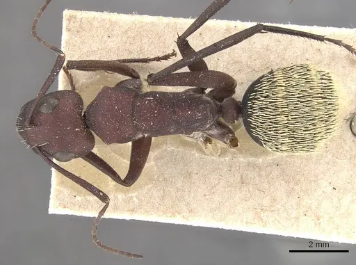 Camponotus storeatus specimen CASENT0910454 image casent0910454_1