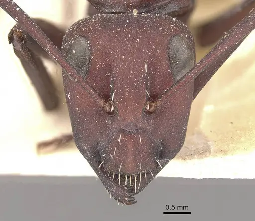 Camponotus storeatus specimen CASENT0910454 image casent0910454_2