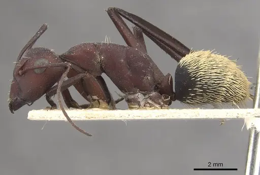 Camponotus storeatus specimen CASENT0910454 image casent0910454_3