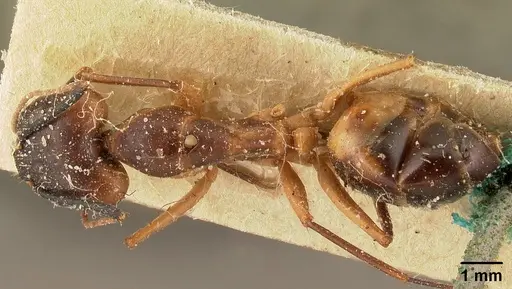 Camponotus strangulatus specimen CASENT0101097 image casent0101097_1