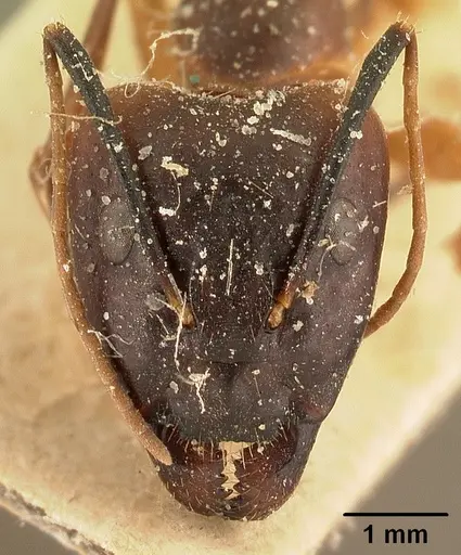 Camponotus strangulatus specimen CASENT0101097 image casent0101097_2