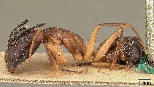 Camponotus strangulatus specimen CASENT0101097 image casent0101097_3