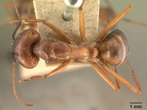 Camponotus strangulatus specimen CASENT0101338 image casent0101338_1