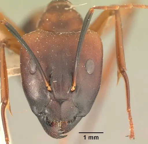 Camponotus strangulatus specimen CASENT0101338 image casent0101338_2